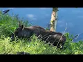 Moose Encounters Bicycling in Anchorage