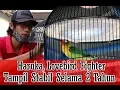 Download Lagu SUARA BURUNG - Haruka, Lovebird Fighter Tampil Stabil Selama 2 Tahun + Pola Perawatan
