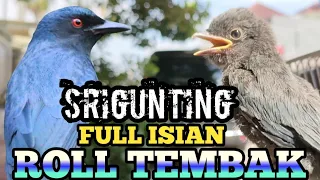 Download burung srigunting gacor full isian roll tembakan panjang MP3