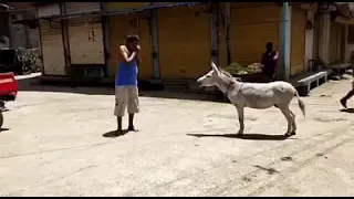 Funny Video In Front Of Donkey Man Makes Donkey Sound Donkey Aslo Replies 