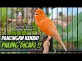 Download Lagu PANCINGAN KENARI GACOR CUIT CUIT COCOK UNTUK MASTERAN DAN TERAPI KENARI MACET BUNYI AGAR GACOR