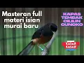 Download Lagu MASTERAN WAJIB MURAI BATU LOMBA || AMPUH UNTUK PANCING EMOSI AGAR NGAMUK DAN BONGKAR MATERI