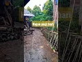 Download Lagu SUASANA DESA HUJAN PAGI HARI #suasanapedesaan #kampunghalaman #desa #suasanakampung #hujanpagi
