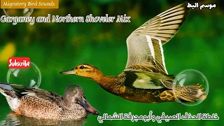 موسم البط خلطة الحذف الصيفي مع أبومجرفة الشمالي Garganey Vs Northern Shoveler Mix 