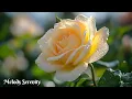 Download Lagu ВОССТАНОВЛЕНИЕ НЕРВНОЙ СИСТЕМЫ🌺Музыка для глубины души🌿Лучшие мелодии Сергея Грищука