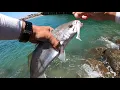 Ep 80 Bolsa Chica Beach White Seabass fishing on a Jighead