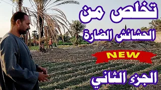 كيف تتخلص من الحشائش و الأعشاب الضارة بأفضل طريقة الجزء الثاني 