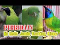 Download Lagu PERBEDAAN CUCAK IJO BODY GEDE JOMIN CUCAK RANTING KINOY IJO GEDE RANTING KINOY IJO MINI By HoBi ID Download Lagu PERBEDAAN CUCAK IJO BODY GEDE JOMIN CUCAK RANTING KINOY IJO GEDE RANTING KINOY IJO MINI By HoBi ID