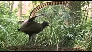 طائر يقلد جميع الأصوات بدقه   سبحان الله دندنها