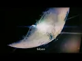 All Planet Intros In Destiny 2
