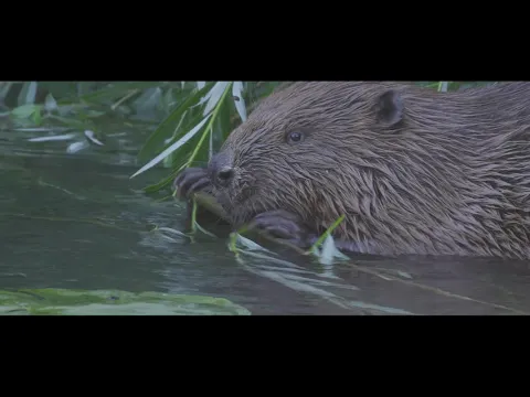 Trailer Het Groene Woud - Brabant tussen 3 steden