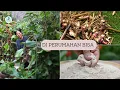 Download Lagu GANYONG MERAH, PANEN KUKUS \u0026 TEPUNG NIKMAT TAK TERKENDALIKAN
