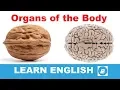 Organs of the Body - Vocabulary Flashcards
