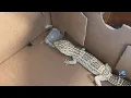 Pet reptile found abandoned in Norfolk trash pile