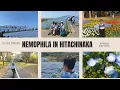 TRAVEL VLOG - Nemophila Season in Hitachinaka,Japan- Liburan Seru @duniaoci891