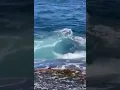 great white shark attack donot swim near fishing area little bay sydney australia simon nellist