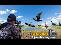 Lagu BERBURU 5 JENIS BURUNG DI SPOT RAWA-RAWA 