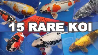 Download 15 Most RARE and BEAUTIFUL KOI Fish Varieties MP3