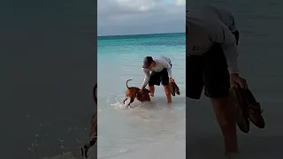 Does Our Dog Like Boat Life? #shorts