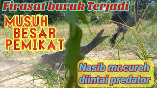 jemput target malah pikat yang diterkam biawak tekukurtanahrencong