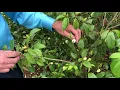 Plant Features Banana Shrub