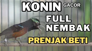 konin gacor full nembak prenjak betina cocok untuk masteran u0026 pancingan kolibri ninja bahan