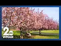 Cherry Blossom Tree map Here s the top 5 spots in Howard County