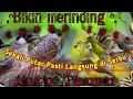 Download Lagu Suara pikat kutilang ribut vs burcil ribut Kombinasi Burhan ..