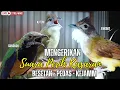 Lagu MASTERAN TERMEWAH 2025 || BESETAN - CUNGKOK GEREJA TARUNG - TEPUS  || KUNTI MENJERIT PANJANG