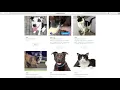 Petstablished Features