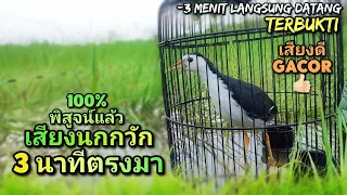 Download นกกวัก เสียงนกกวัก | เสียงที่ชัดเจน | Suara ruak ruak MP3