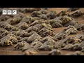 The biggest gathering of freshwater turtles on the planet | Parenthood - BBC