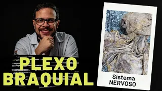 SISTEMA NERVOSO: PLEXO BRAQUIAL - AULA PRÁTICA