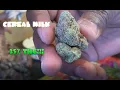 Weed Smoking Session - Cereal Milk