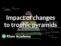 Impact of changes to trophic pyramids High school biology Khan Academy