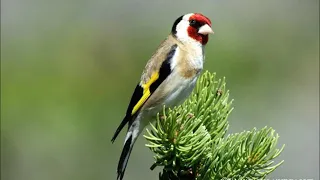 غناء الحسون البري  غناء الحسون البري