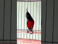 Download Lagu Kolibri ninja damer gacor roll nembak #hummingbird #sunbird #koningacor #kolibri #kicaumania