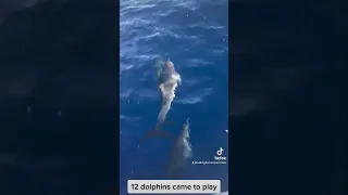 The largest group of dolphins we’ve ever seen!🐬 #dolphin #dolphins #sailing #sailingfamily