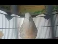 Download Lagu PANCINGAN SUARA BURUNG PERKUTUT BANGKOK MANGGUNG GACOR