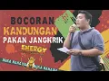 Download Lagu KEN MURAI Buka Rahasia😅😅 ENERGY Pakan Jangkrik Herbal Masa Kini