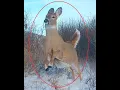 Coyote Chases Deer - White Tail Runs For Its Life to Get Away