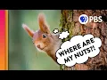 How Do Squirrels Find Their Nuts