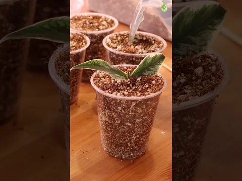 🌿 Unbox & Propagate With Me | Another Rare Hoya Plant Unboxing & Propagation #thegreenearth #hoya