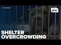 Genesee County Animal Control overcapacity calls for adoptions and fosters