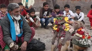 बंदरिया का कमाल | बन्दर बना सुपरस्टार 😂🤣 | funny video | Monkey funny video