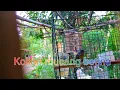 Download Lagu Kolibri mucang betina sehabis di semprot baru gacor