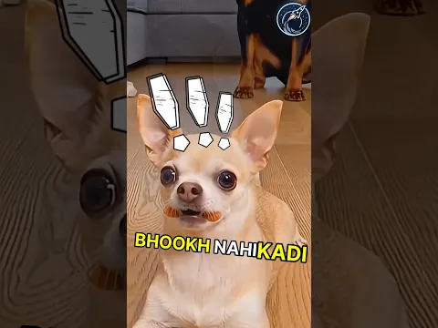 This Little doggy eat all the food | But the big doggy has a plan 😱🫡 #respect #shorts #ytshorts