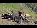 Download Lagu This is a Nepali Himalayan village Life | Shepherd lifestyle 