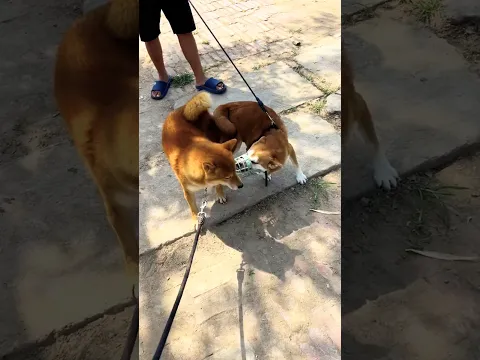 Funnying #dog#dogs#doglove
