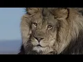Download Lagu LION OF JUDAH